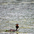 IMG_6513.JPG