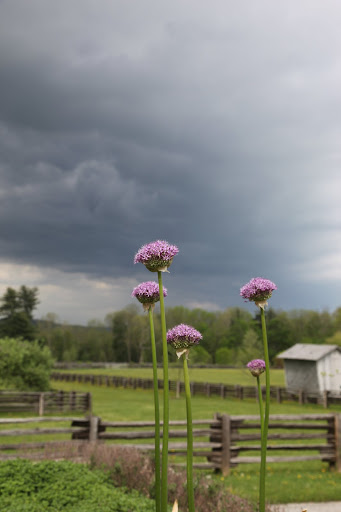 I wonder how the founder of French impressionist painting, Claude Monet, would have depicted this scene.
