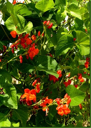 Scarlet Runner Bean 1