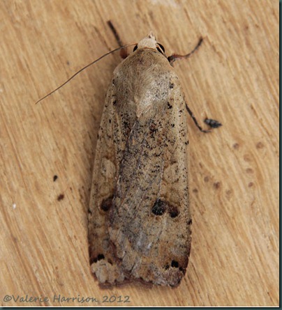 Large-Yellow-Underwing-1 Large-Yellow-Underwing-1