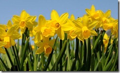 St-Davids-Day-daffodils-007