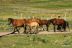 Horses behind the resort