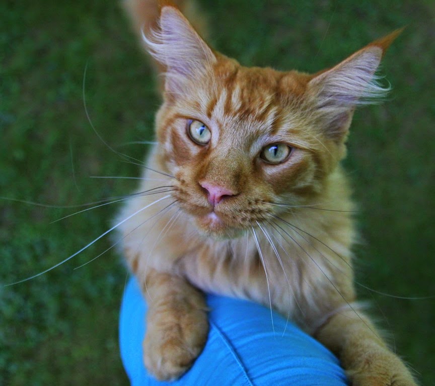 [IMG_8808%255B3%255D.jpg]