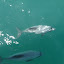 Two Hector Dolphins Swimming Near Our Boat - Akaroa, New Zeaand