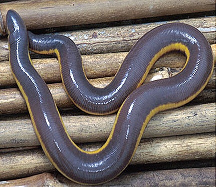 lchthyophis