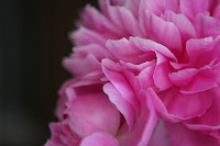Backyard 050.JPG