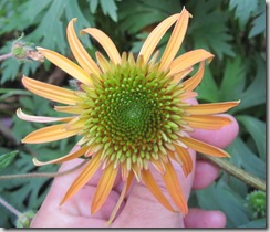 echinacea_irresistible_resize