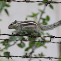 Indian Striped Squirrel