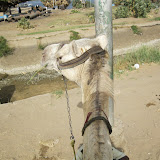 Egypt - Aswan - Camels