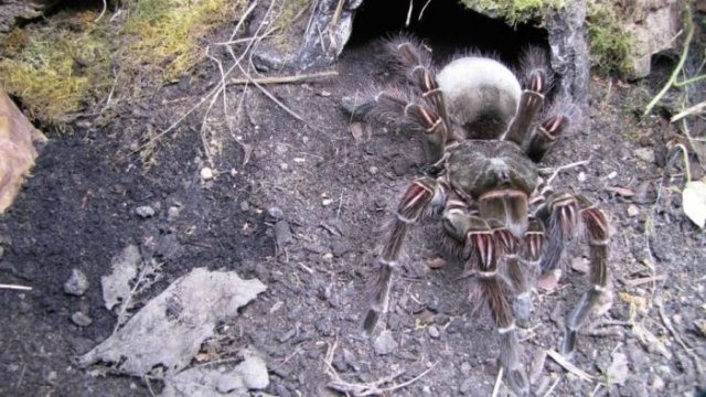 [giant-largest-spider-9%255B2%255D.jpg]