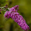 Butterfly Bush