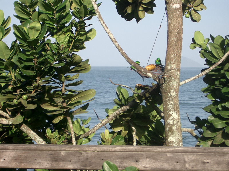 Fotos de Pássaros. Foto numero 3723798097. Fotografia da Pousada Pe na Areia, que fica em Boicucanga, próximo a Maresias, Litoral Norte de Sao Paulo (SP).