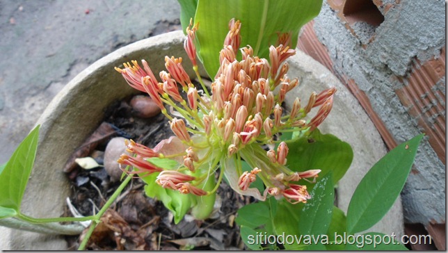 flor do lírio ou lírio em flor flor do lírio ou lírio em flor