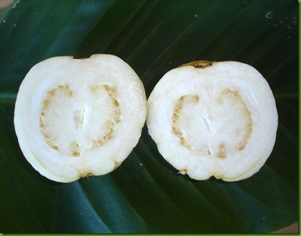 White Guava (3) White Guava (3)