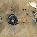 eye_parts-001.JPG