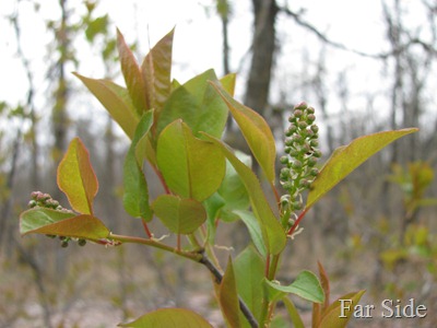 Chokecherry Blooms