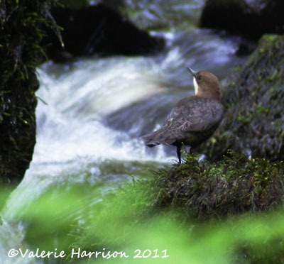 [11-dipper%255B2%255D.jpg]