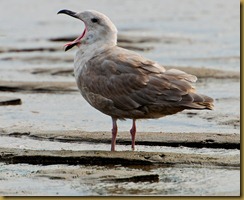 untitled Glaucous-winged Gull w Mouth Open_MSB_1172 September 03, 2011 NIKON D300S