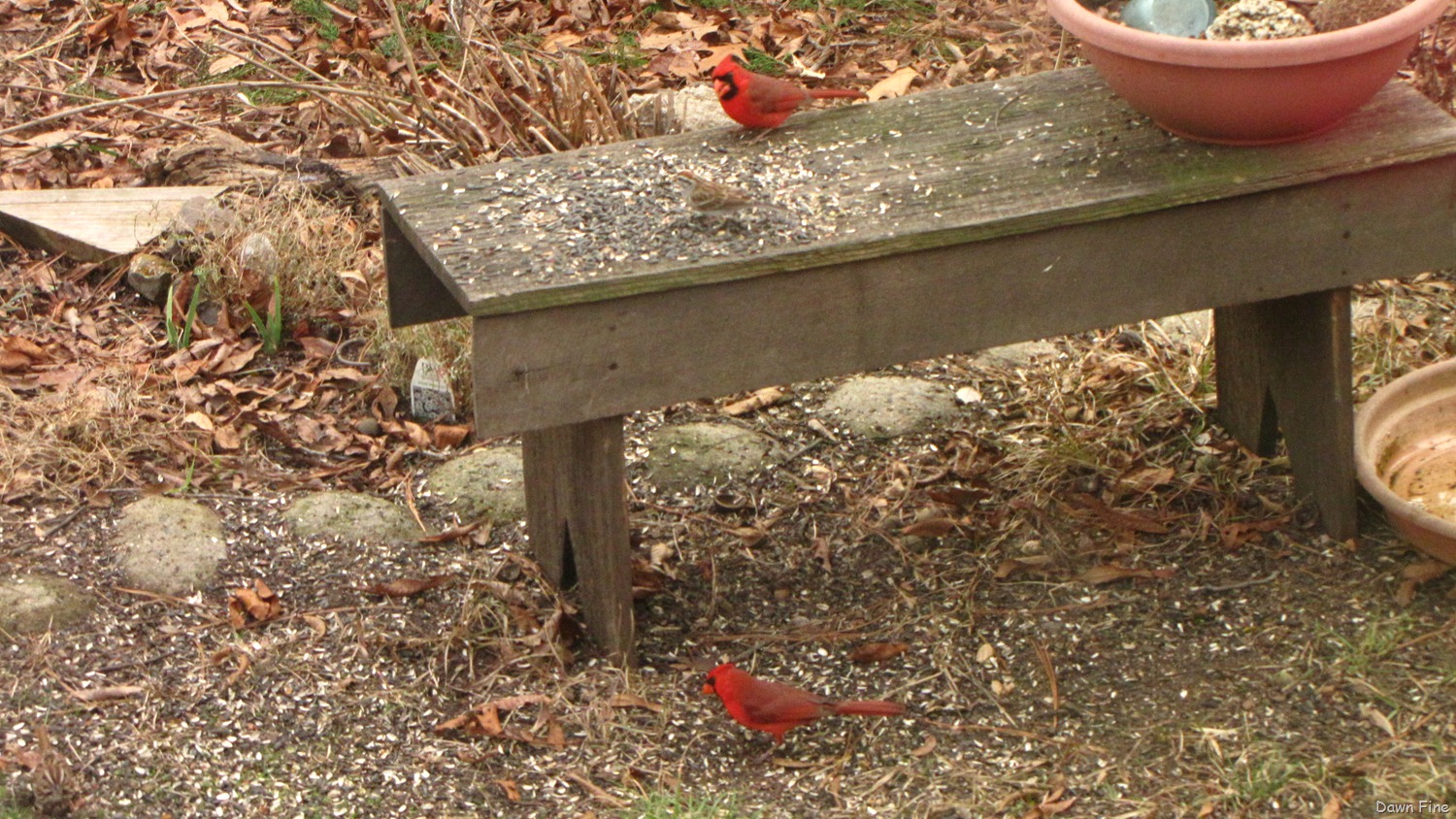 [Feeder%2520birds_034%255B3%255D.jpg]