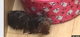 [Yorkshire%2520maltratado%2520por%2520mulher%255B11%255D.jpg]