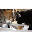Adopting a bonded pair can lend itself to learning about sharing and looking out for one another. Adopting a bonded pair can lend itself to learning about sharing and looking out for one another.