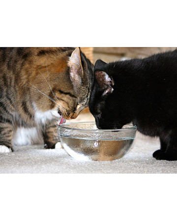 Adopting a bonded pair can lend itself to learning about sharing and looking out for one another. Adopting a bonded pair can lend itself to learning about sharing and looking out for one another.