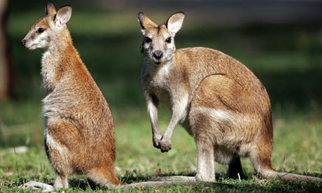 [A-wallaby-and-joey-001%255B3%255D.jpg]