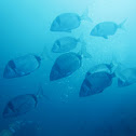 Common two-banded seabream