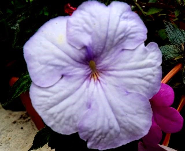[Achimenes%2520White%2520Glory%25201%255B2%255D.jpg]