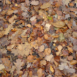 dsc00701.jpg