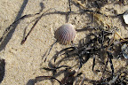 Look, Sharkey!  A scallop shell!  Did you know that scallops are one of the few bivalves that can swim?  They open and close their shells quickly to propel themselves, making it easy to escape from predators!