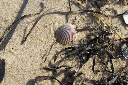 Look, Sharkey!  A scallop shell!  Did you know that scallops are one of the few bivalves that can swim?  They open and close their shells quickly to propel themselves, making it easy to escape from predators!