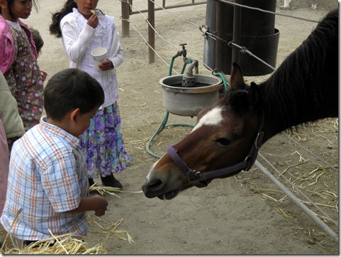 papi feeding the horse