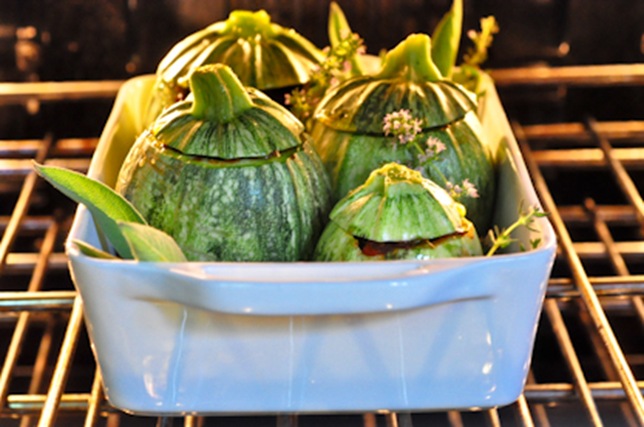 globe_zucchini_11 globe_zucchini_11