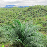 Rh JulaihiのNigai氏のOil plam畑 / Oil palm plantation in Rh Julaihi
