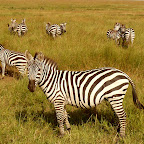 Zebras in der Serengeti © Foto: Ulrike Pârvu | Outback Africa Erlebnisreisen