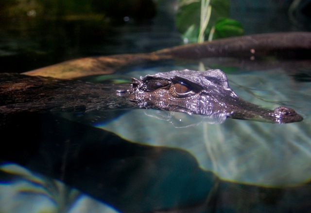[aquarium13%255B2%255D.jpg]