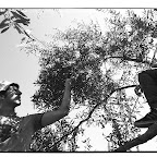 Olive Harvest, Yannun Village