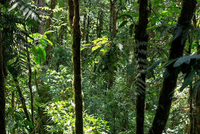 Sentier de Los Cedros, 1400 m. San Miguel de Chontal (Imbabura, Équateur), 18 novembre 2013. Photo : J.-M. Gayman