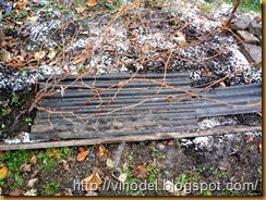 Виноград и морозы 1 Виноград и морозы 1