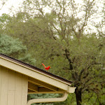 IMG_3197-1.jpg