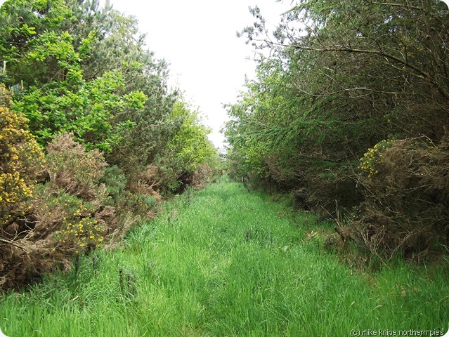 a woodland bit a woodland bit