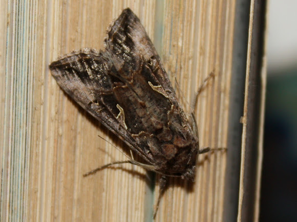 Spotting Image 1