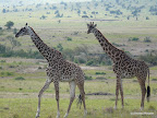 Masai Mara
