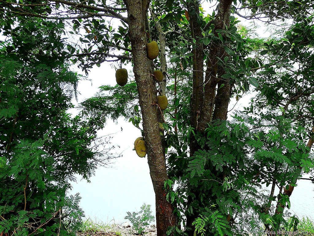 [Gl%25C3%25B3ria%2520Ishizaka%2520-%2520Guai%25C3%25A7ara%2520-%2520jaqueira%255B14%255D.jpg]