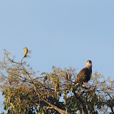 Caracara and friend