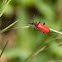 Cardinal Beetle