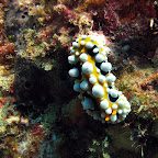 Nudibranch (Pemuteran, North Bali)