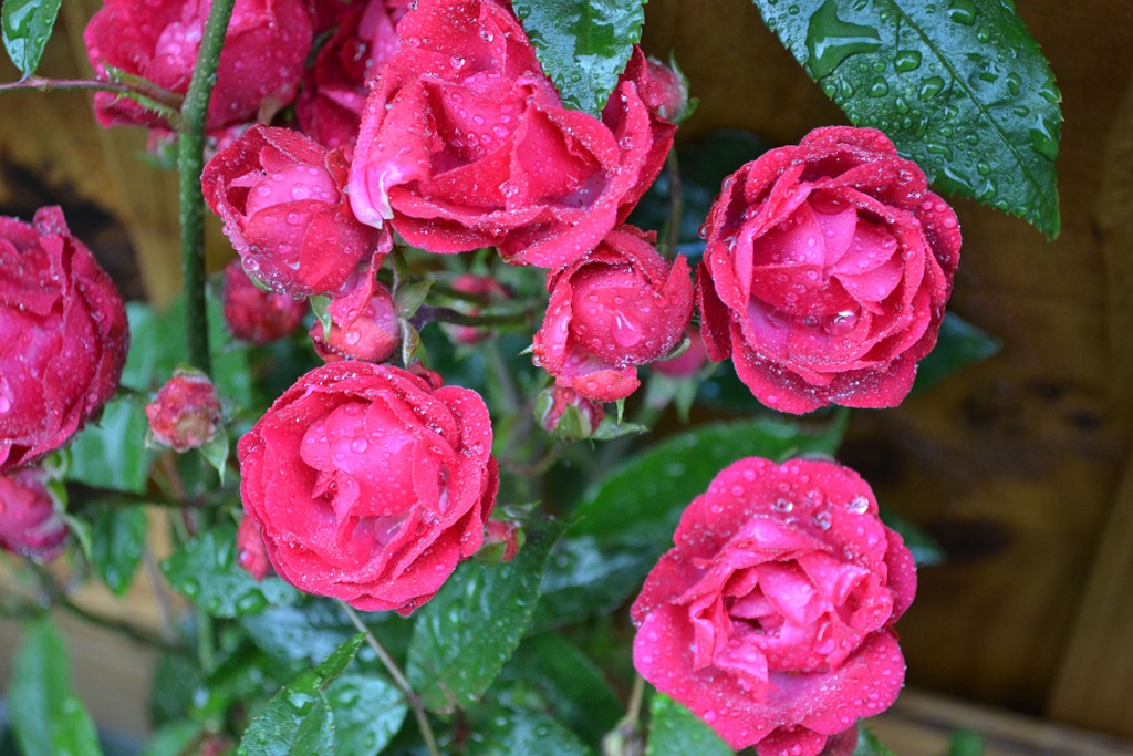 [Rosewater%2520-%2520red%2520rose%2520cutting%2520in%2520full%2520bloom%255B3%255D.jpg]