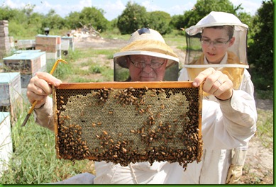 Bee frame